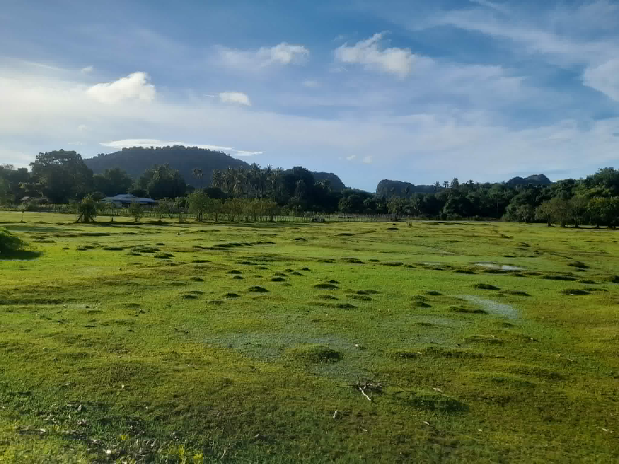 Rice fields on Pulau Tuba